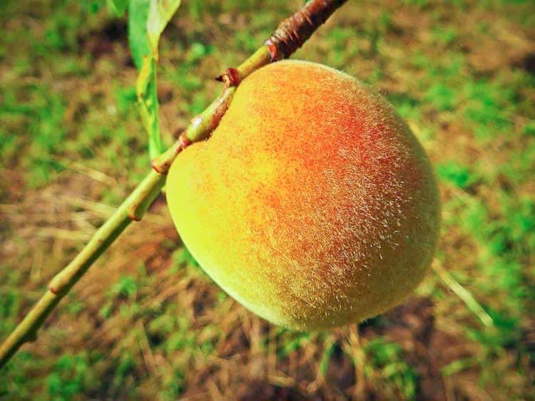 نهال بلولیبل هلو رقم CARSON