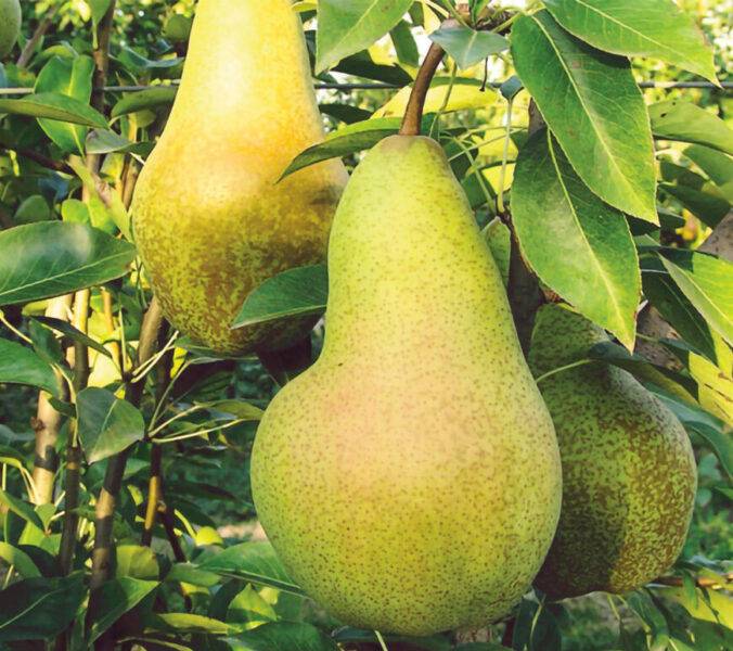 نهال بلولیبل گلابی رقم ABATE FETEL