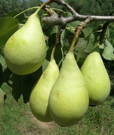 نهال بلولیبل گلابی رقم SPADONA