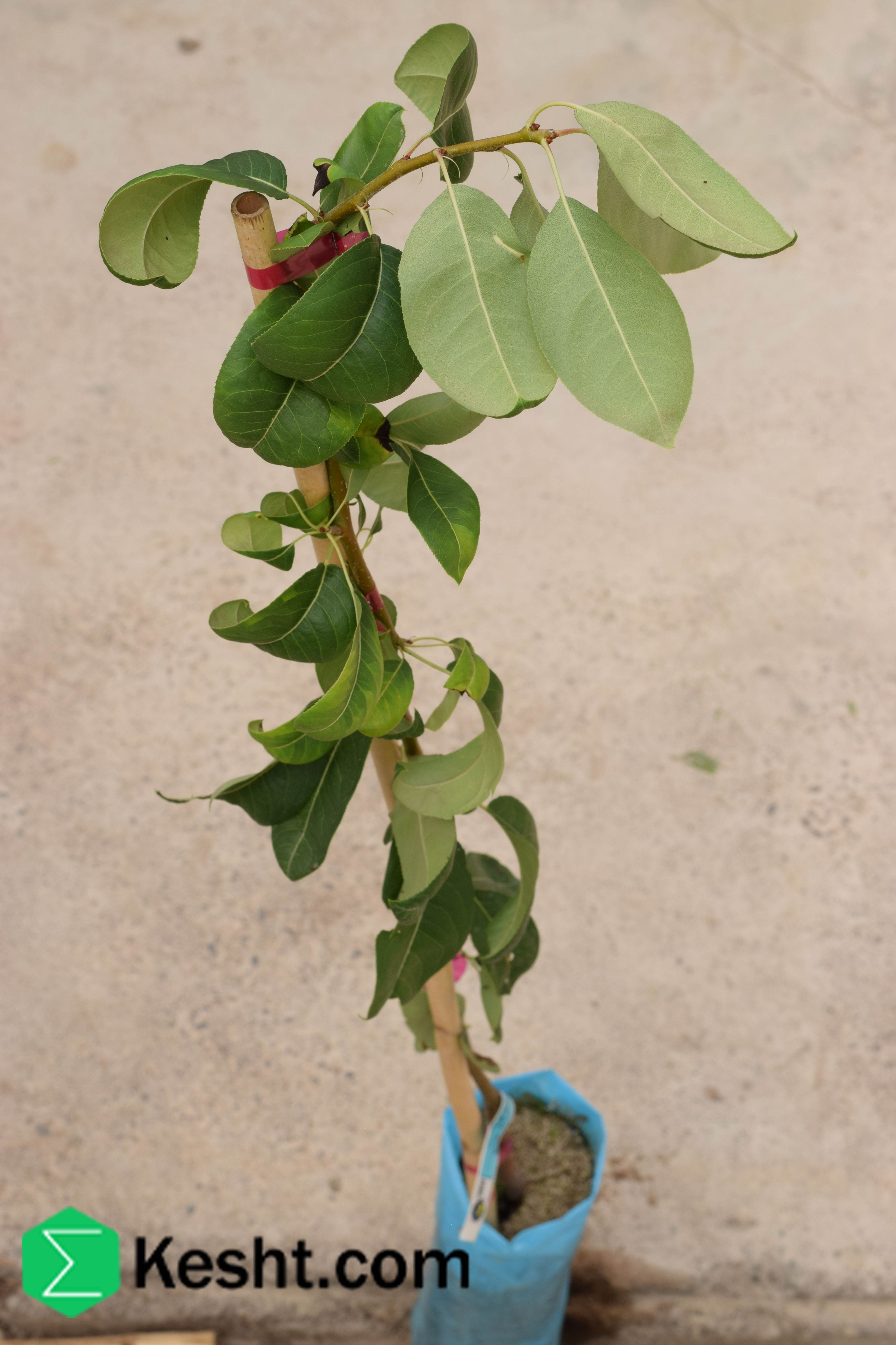 پایه نهال گلابی - BA 29-C