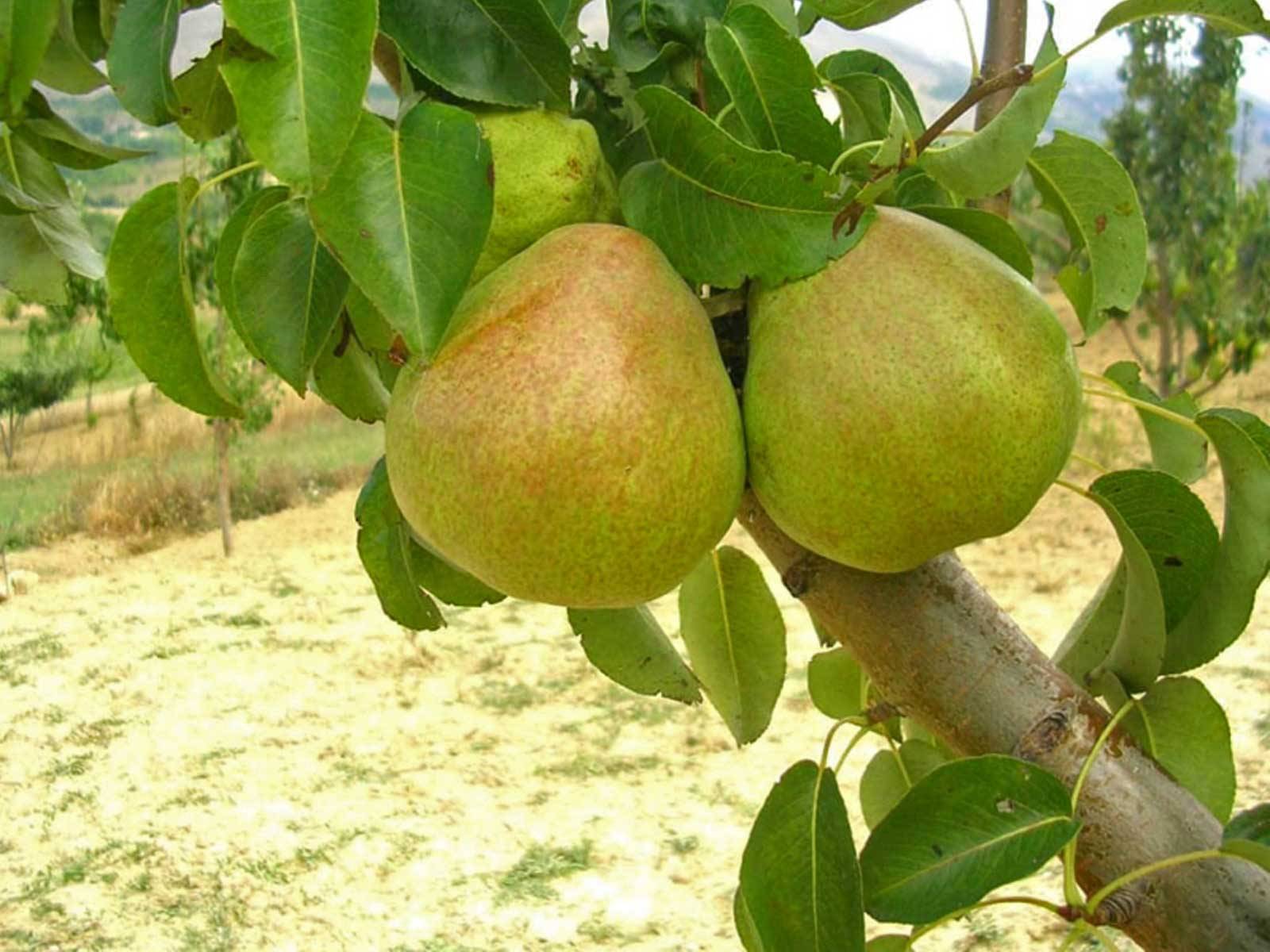 نهال بلولیبل گلابی رقم DECANA DELCOMIZIO