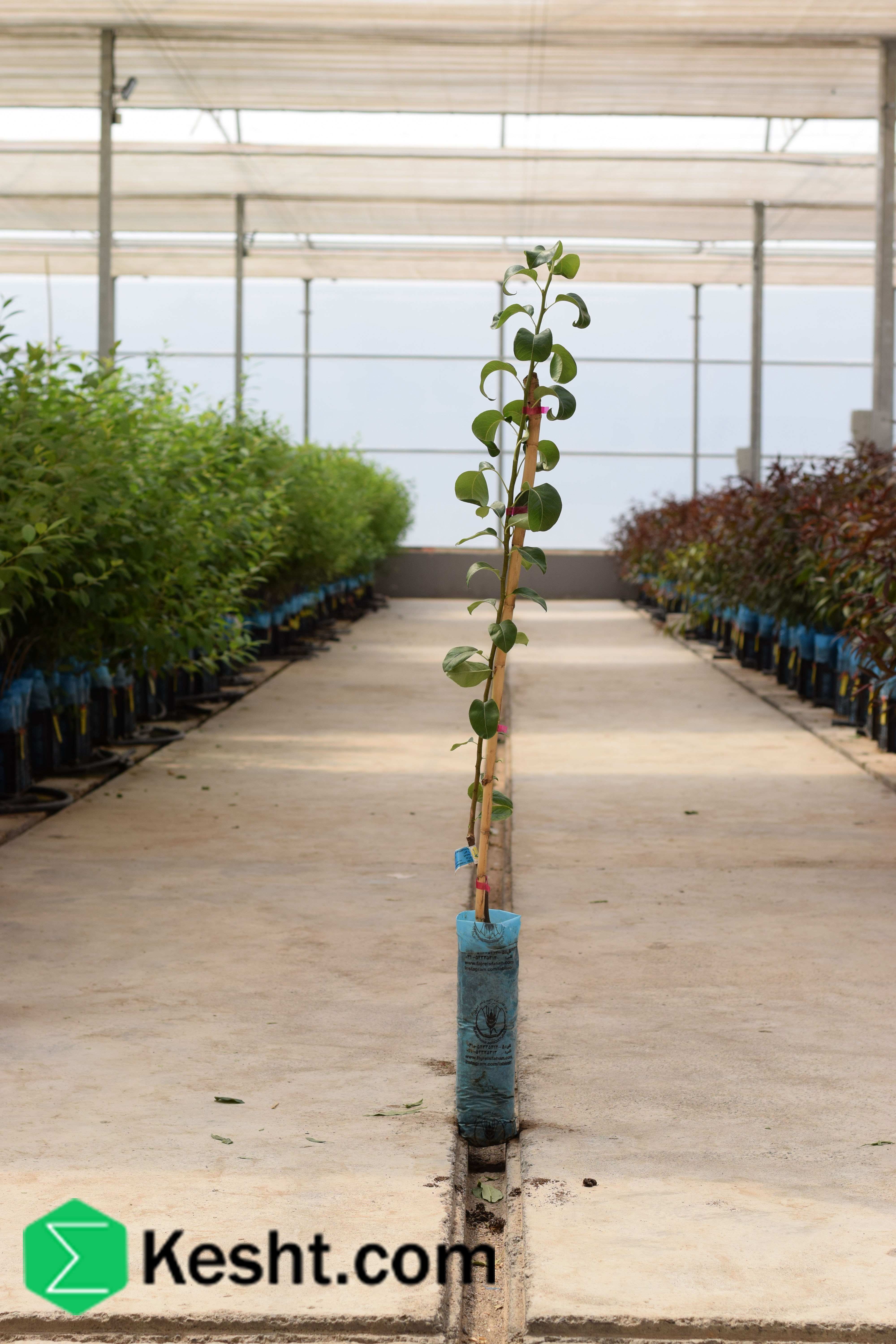 نهال بلولیبل گلابی رقم SANTA MARIA