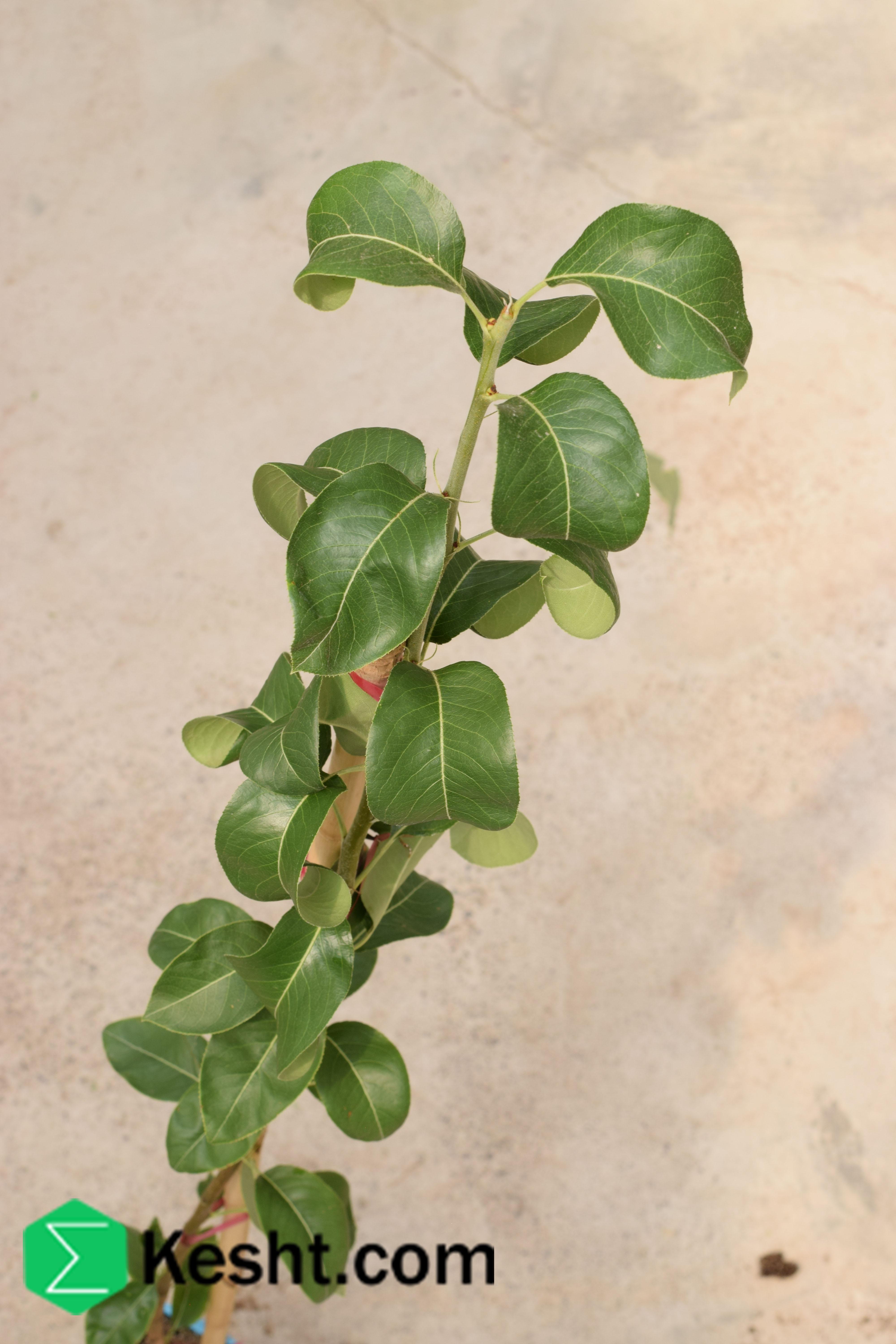 نهال بلولیبل گلابی رقم SANTA MARIA