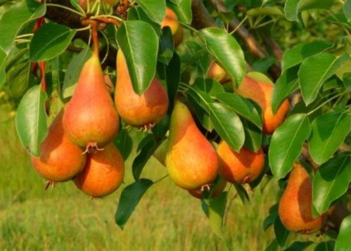 نهال بلولیبل گلابی رقم BELLA DI GIUGNO