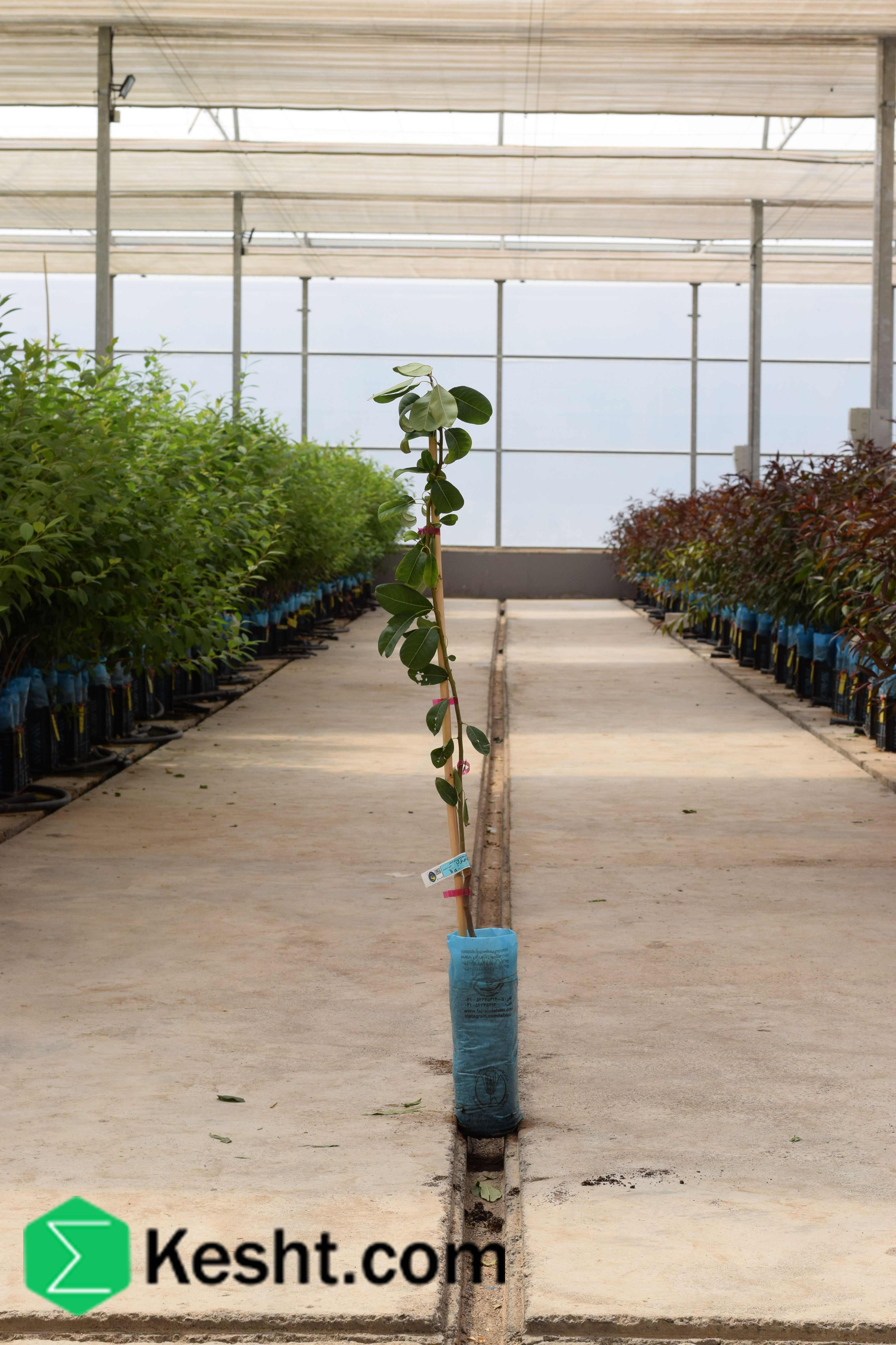 پایه نهال گلابی - BA 29-C