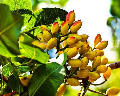 نهال بلولیبل پسته رقم احمد آقایی
