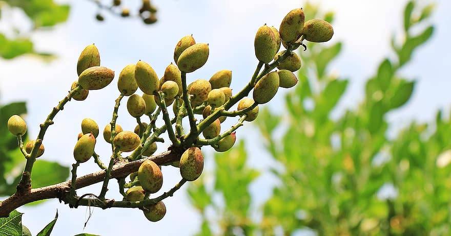 نهال بلولیبل پسته رقم اکبری