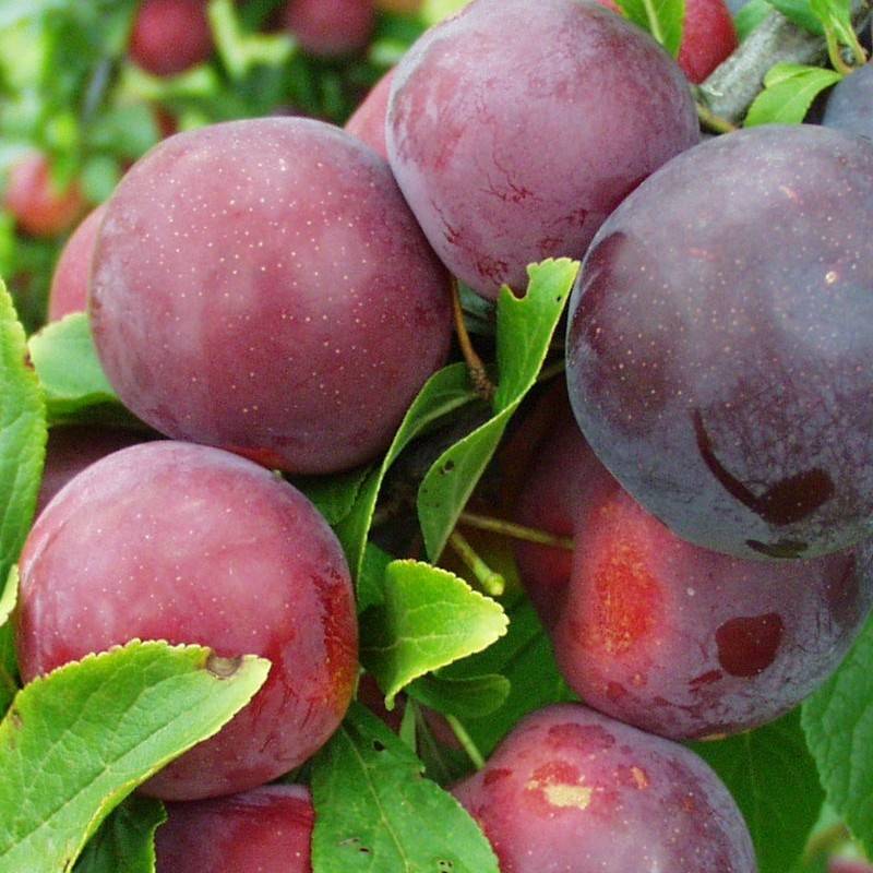 نهال بلولیبل آلو رقم OBILNAJA