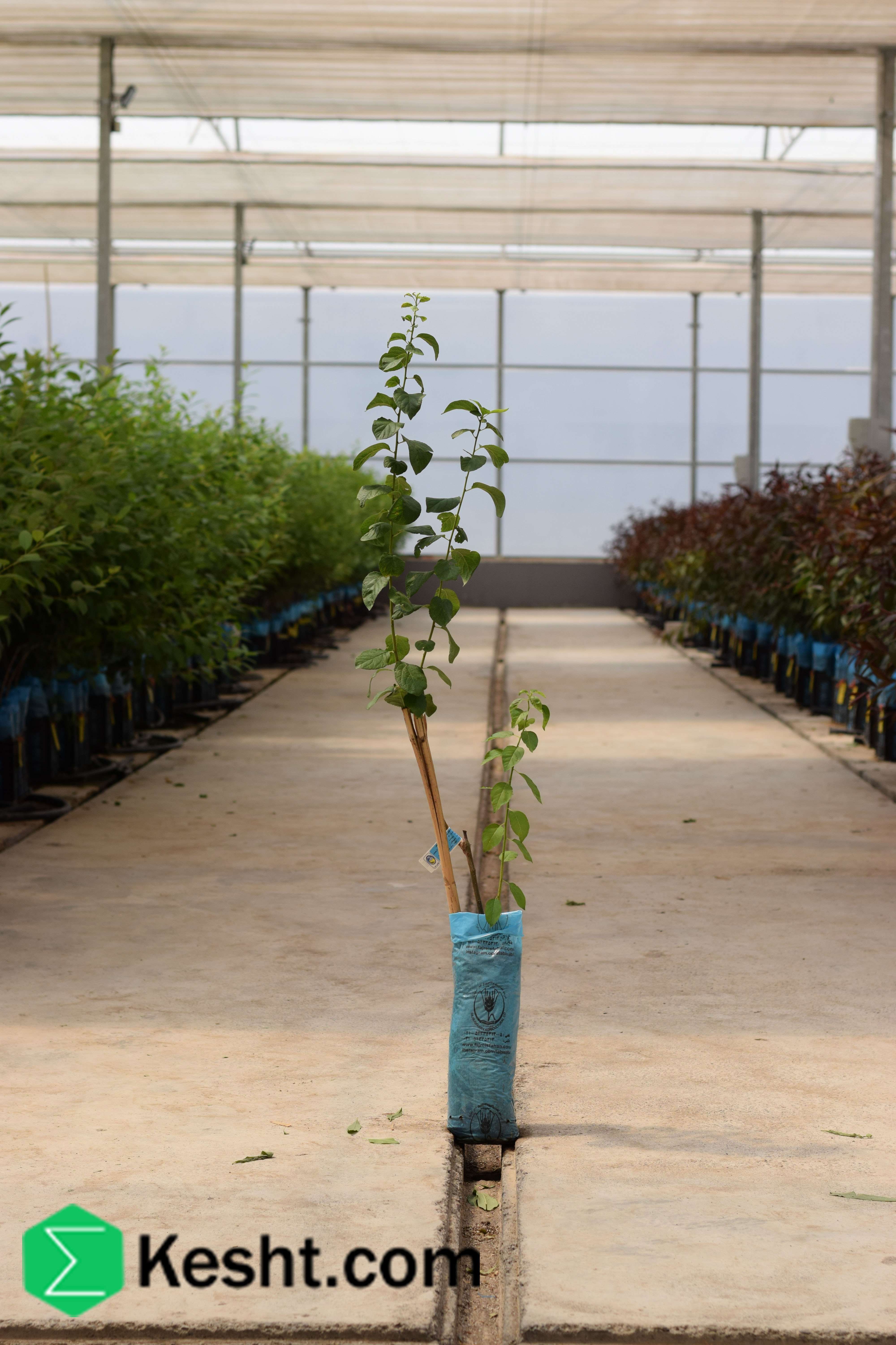 نهال بلولیبل آلو رقم PRESIDENT