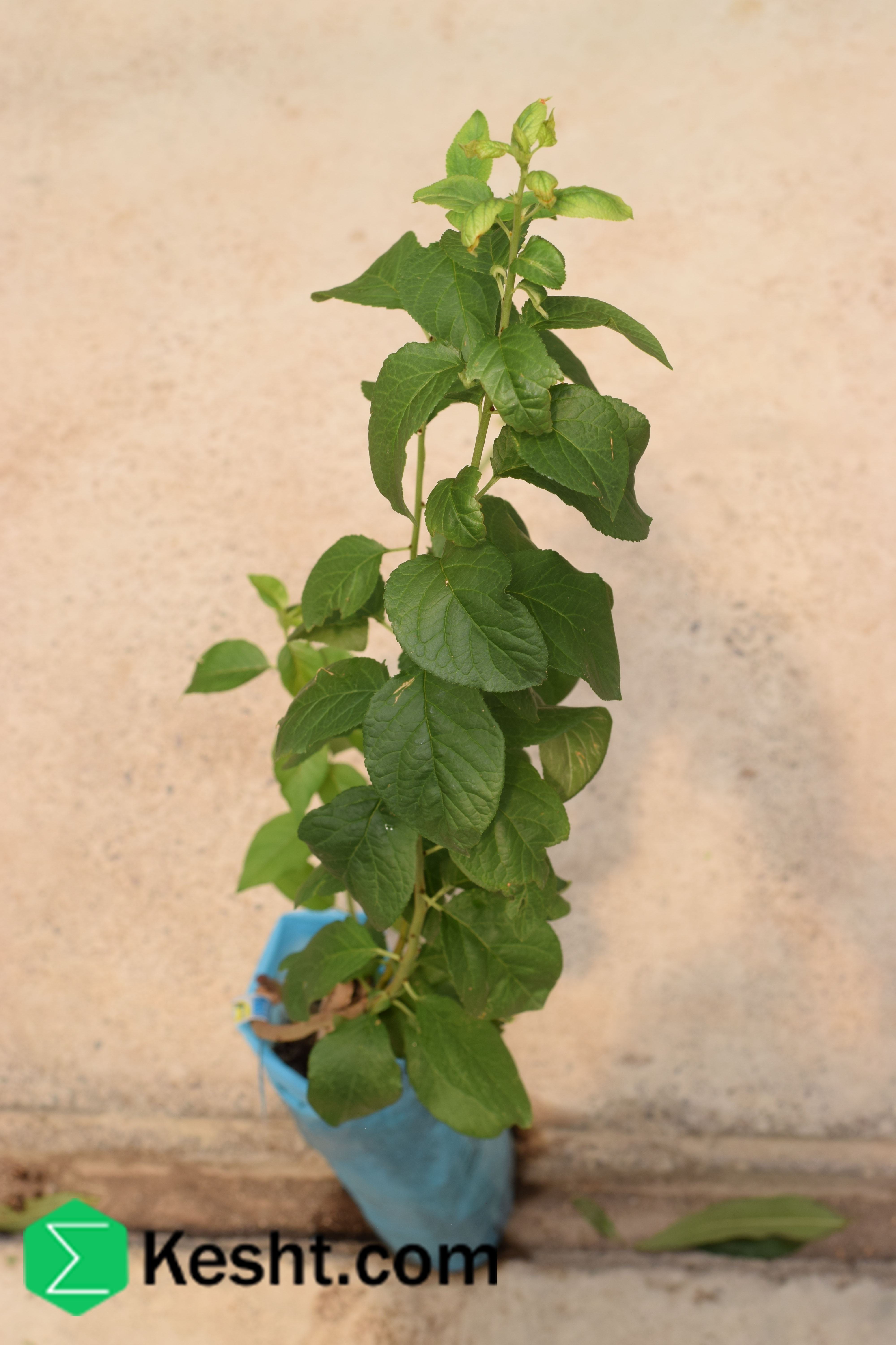 نهال بلولیبل آلو رقم PRESIDENT