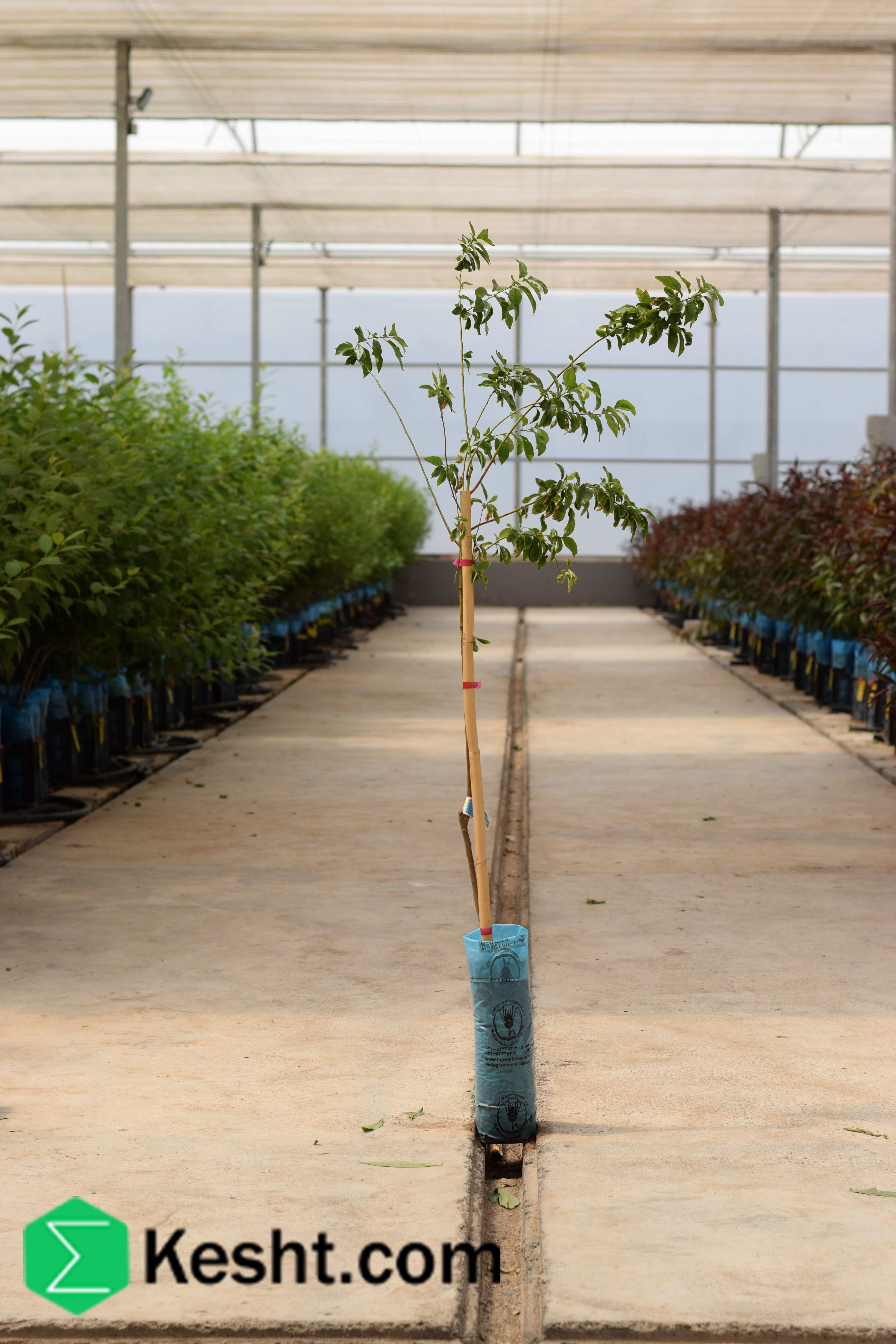 نهال بلولیبل آلو رقم SHIRO