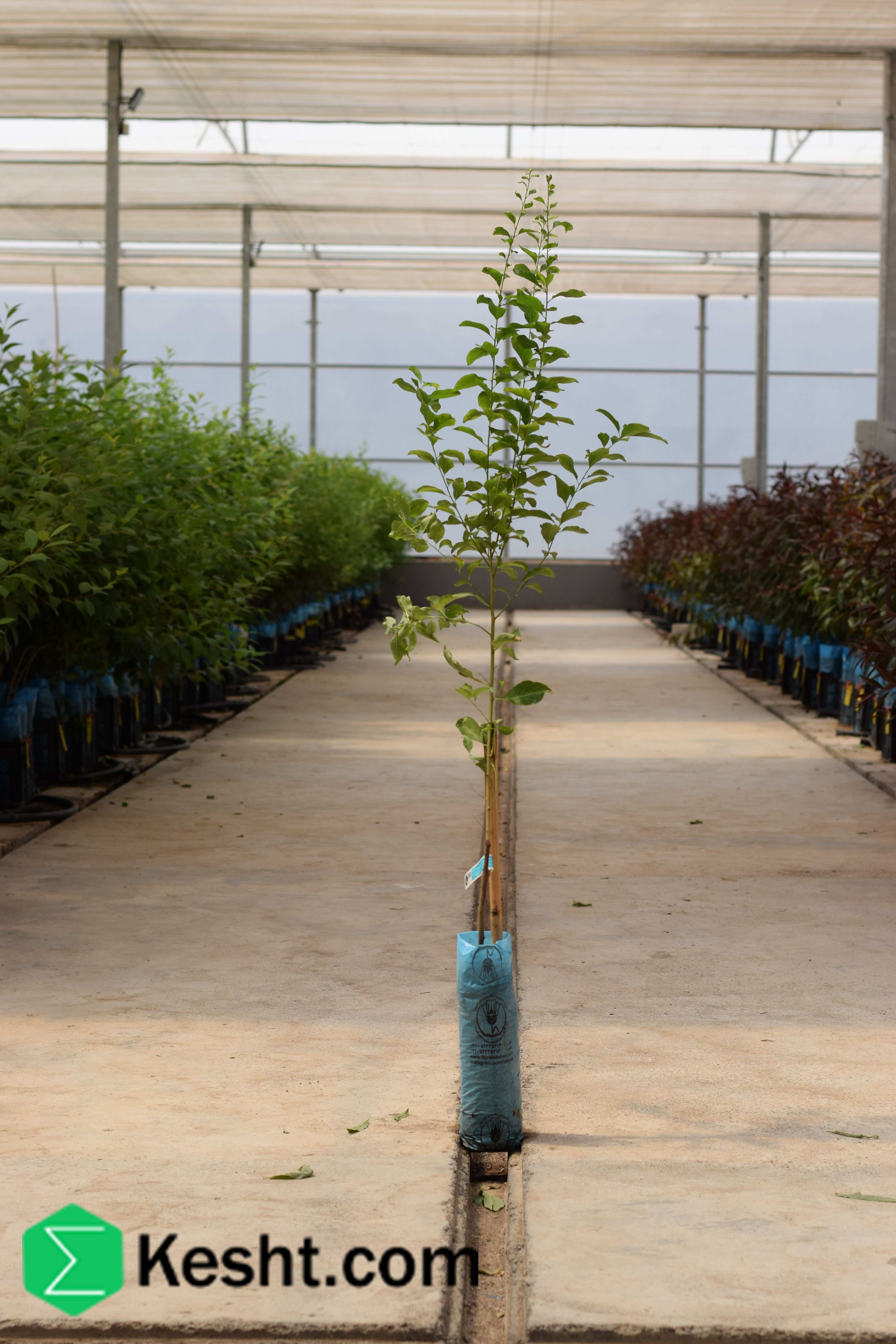 نهال بلولیبل آلو رقم SANTA ROSA