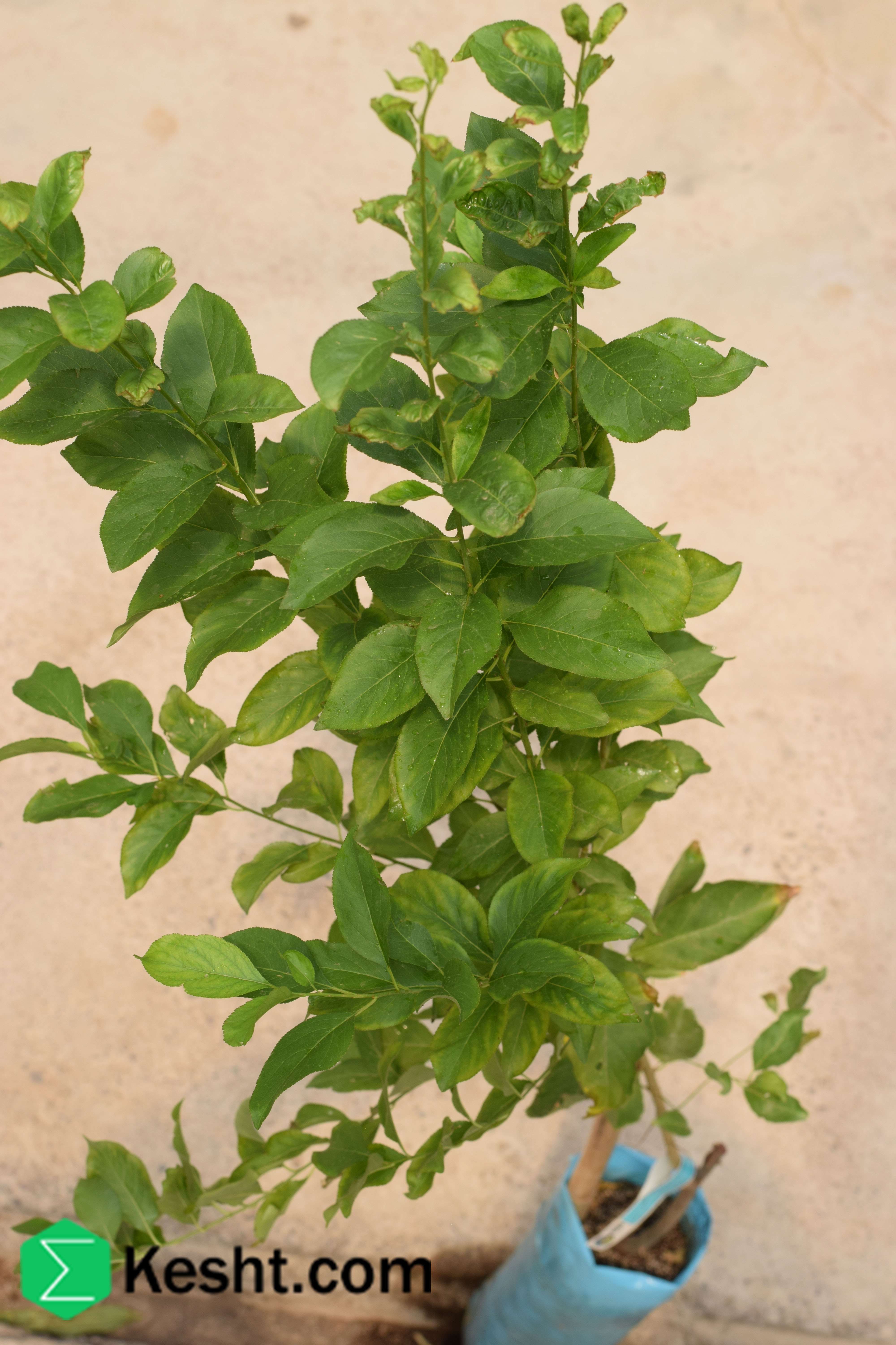 نهال بلولیبل آلو رقم SANTA ROSA