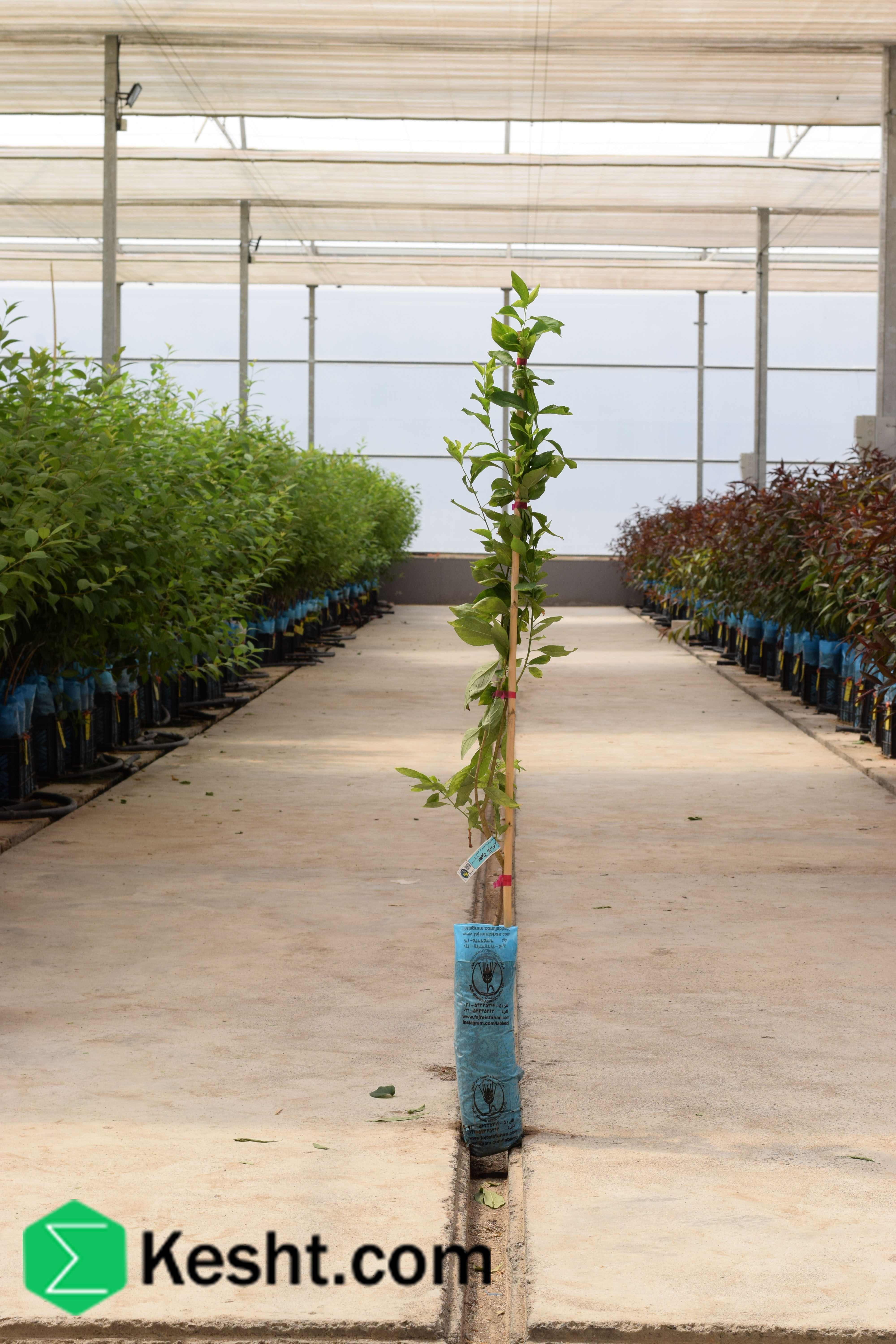 نهال بلولیبل آلو رقم SIMKA