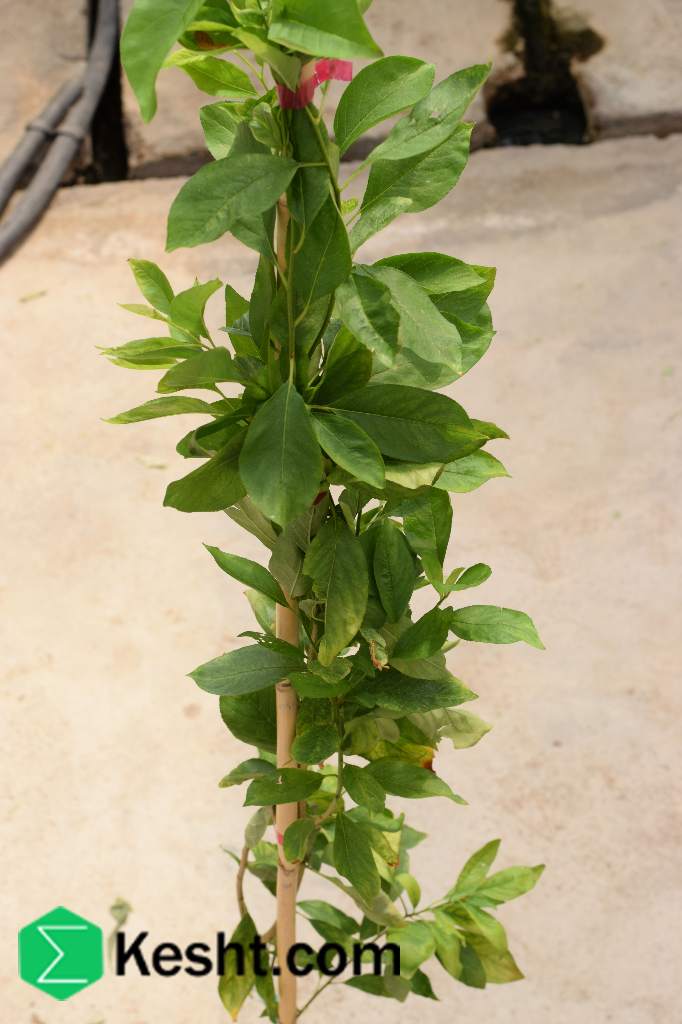 نهال بلولیبل آلو رقم SIMKA