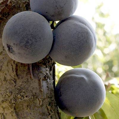 نهال بلولیبل آلو رقم LARODA