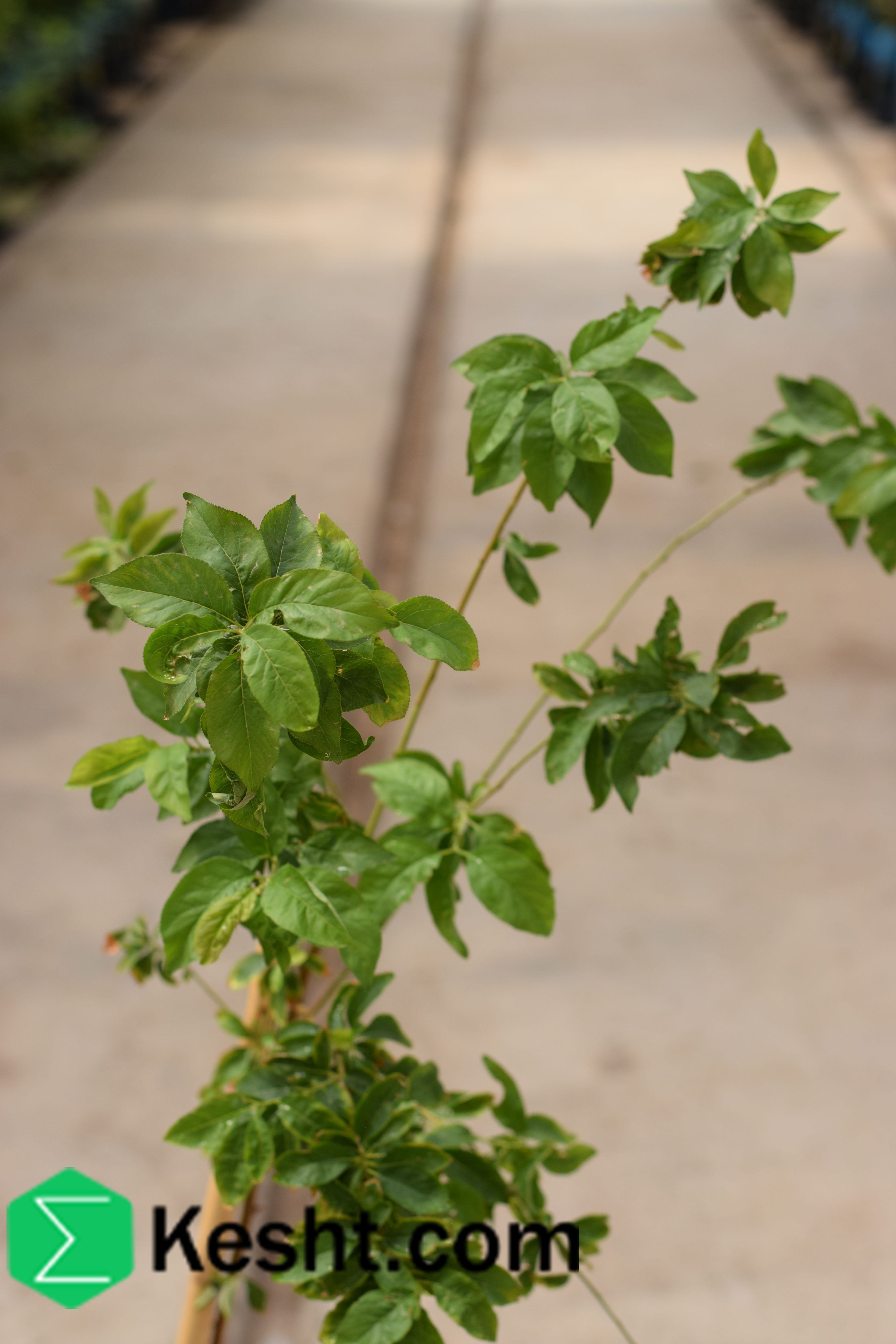 نهال بلولیبل آلو رقم SHIRO