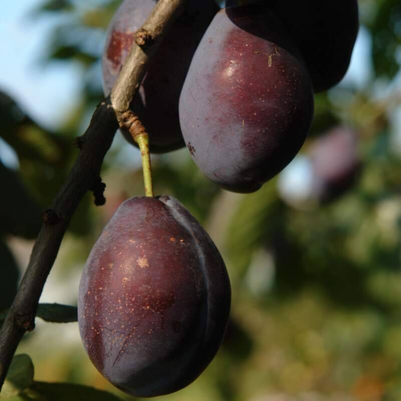 نهال بلولیبل آلو رقم LARRY ANNE