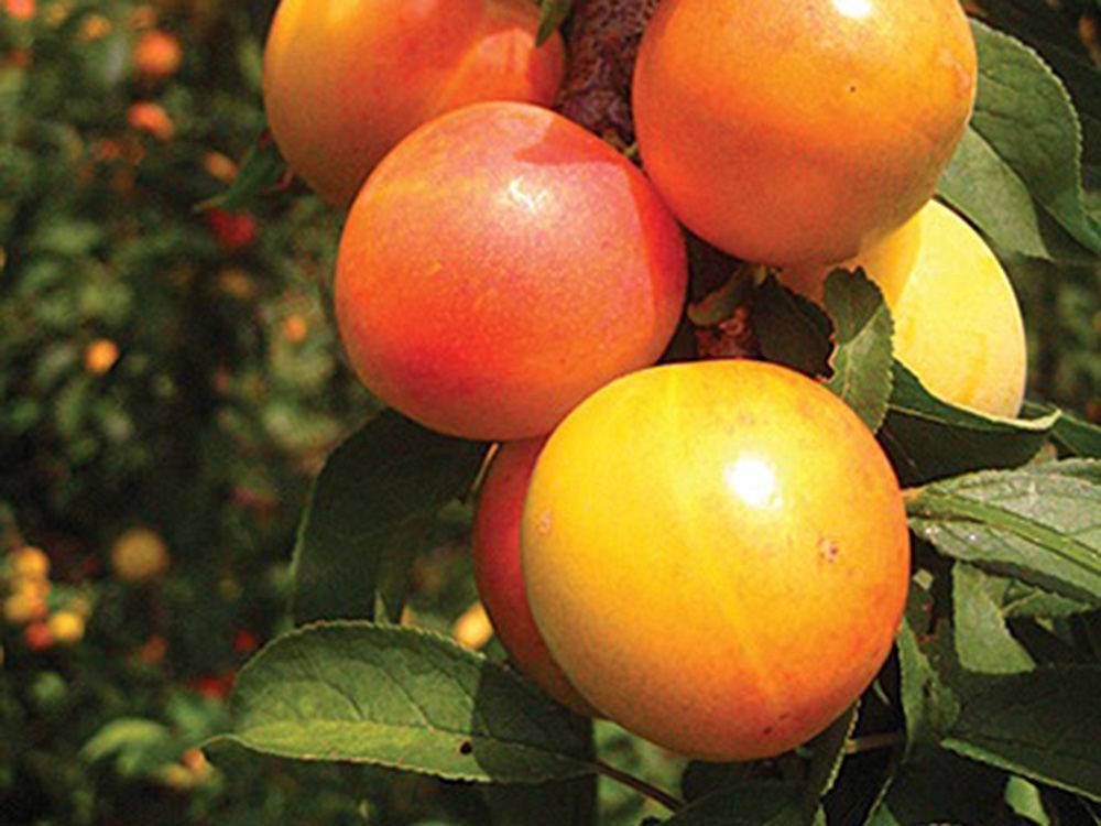 نهال بلولیبل آلو رقم EARLY GOLDEN