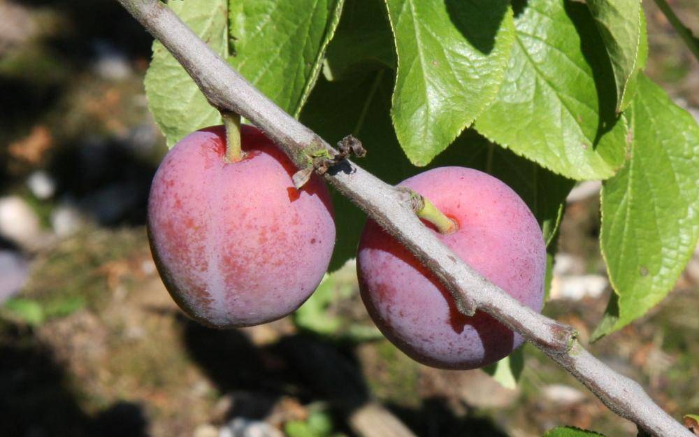 نهال بلولیبل آلو رقم QUEEN ROSE