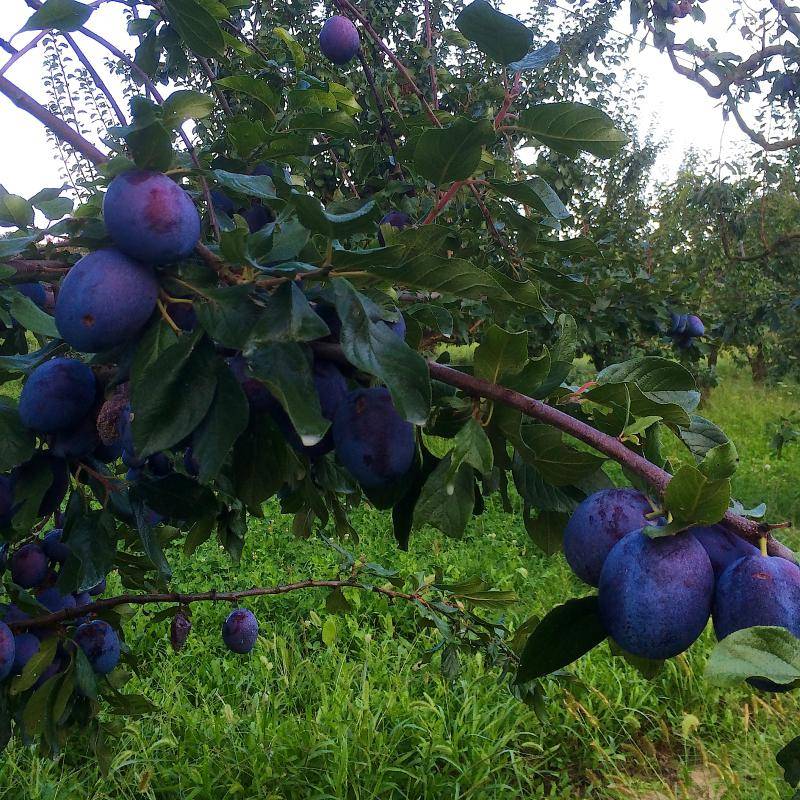 نهال بلولیبل آلو رقم GROSSA DI FELISIO