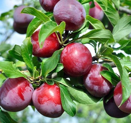 نهال بلولیبل آلو رقم MORETTINI 355